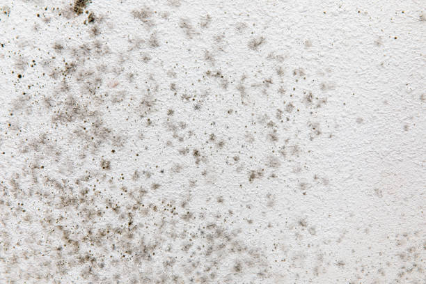 Reliable King, NC Mold Removal Solutions